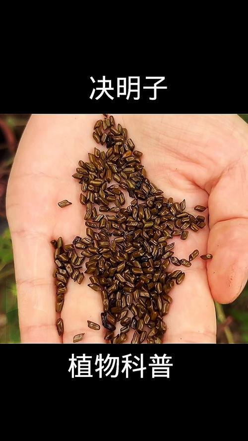 豆茶决明的养殖方法及注意事项,豆茶决明怎么制茶-第5张图片-优品飞百科 豆茶决明的养殖方法及注意事项,豆茶决明怎么制茶-第5张图片-优品飞百科