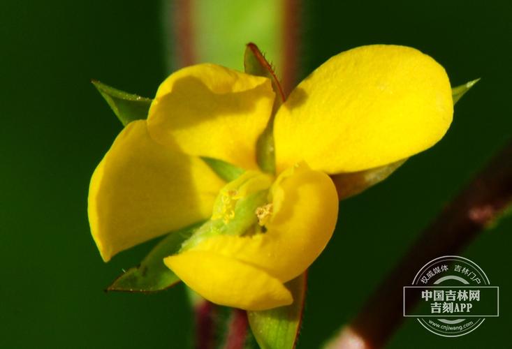豆茶决明的养殖方法及注意事项,豆茶决明怎么制茶-第6张图片-优品飞百科 豆茶决明的养殖方法及注意事项,豆茶决明怎么制茶-第6张图片-优品飞百科