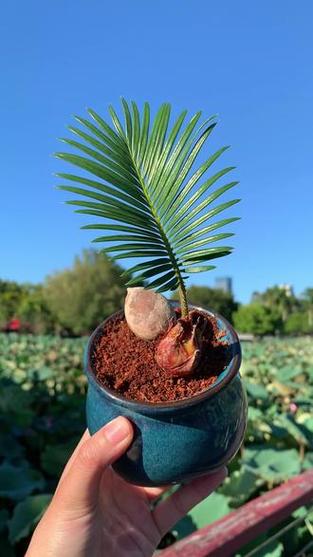 换盆的最佳时期到了？换盆过程？