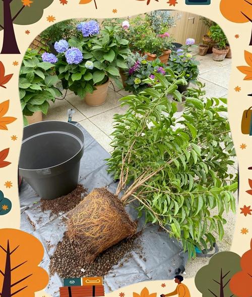 换盆的最佳时期到了?换盆过程?-第4张图片-优品飞百科 换盆的最佳时期到了?换盆过程?-第4张图片-优品飞百科