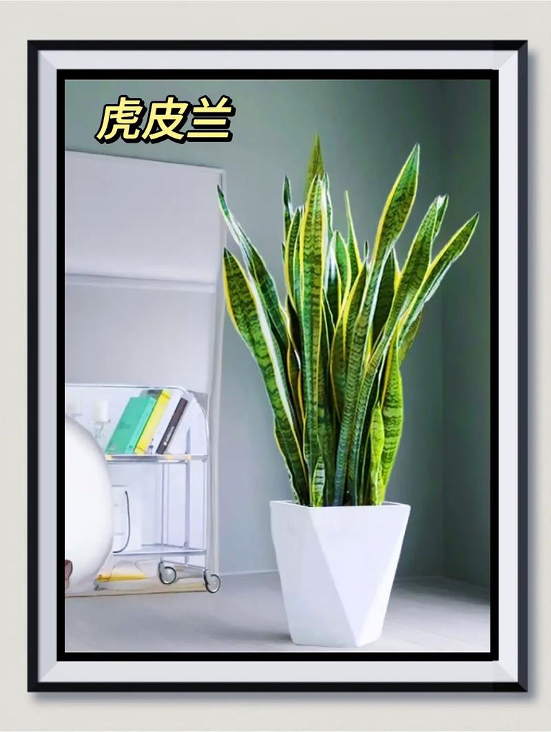 虎皮兰喝点小酒肉汤，虎皮兰喝酒吗？-第2张图片-优品飞百科