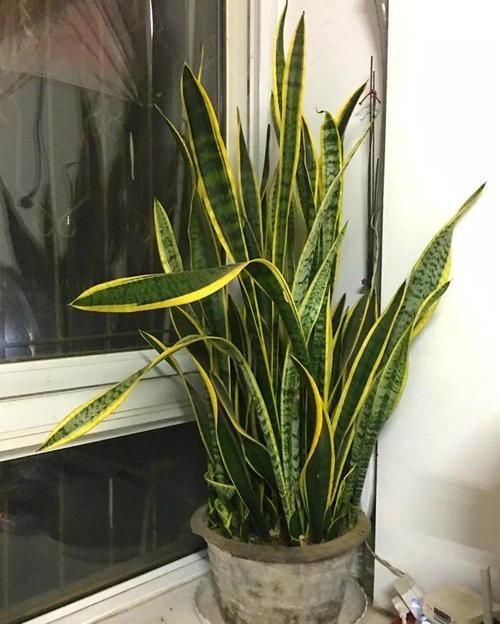 虎皮兰喝点小酒肉汤，虎皮兰喝酒吗？-第4张图片-优品飞百科