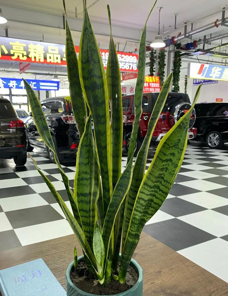 虎皮兰喝点小酒肉汤，虎皮兰喝酒吗？-第5张图片-优品飞百科