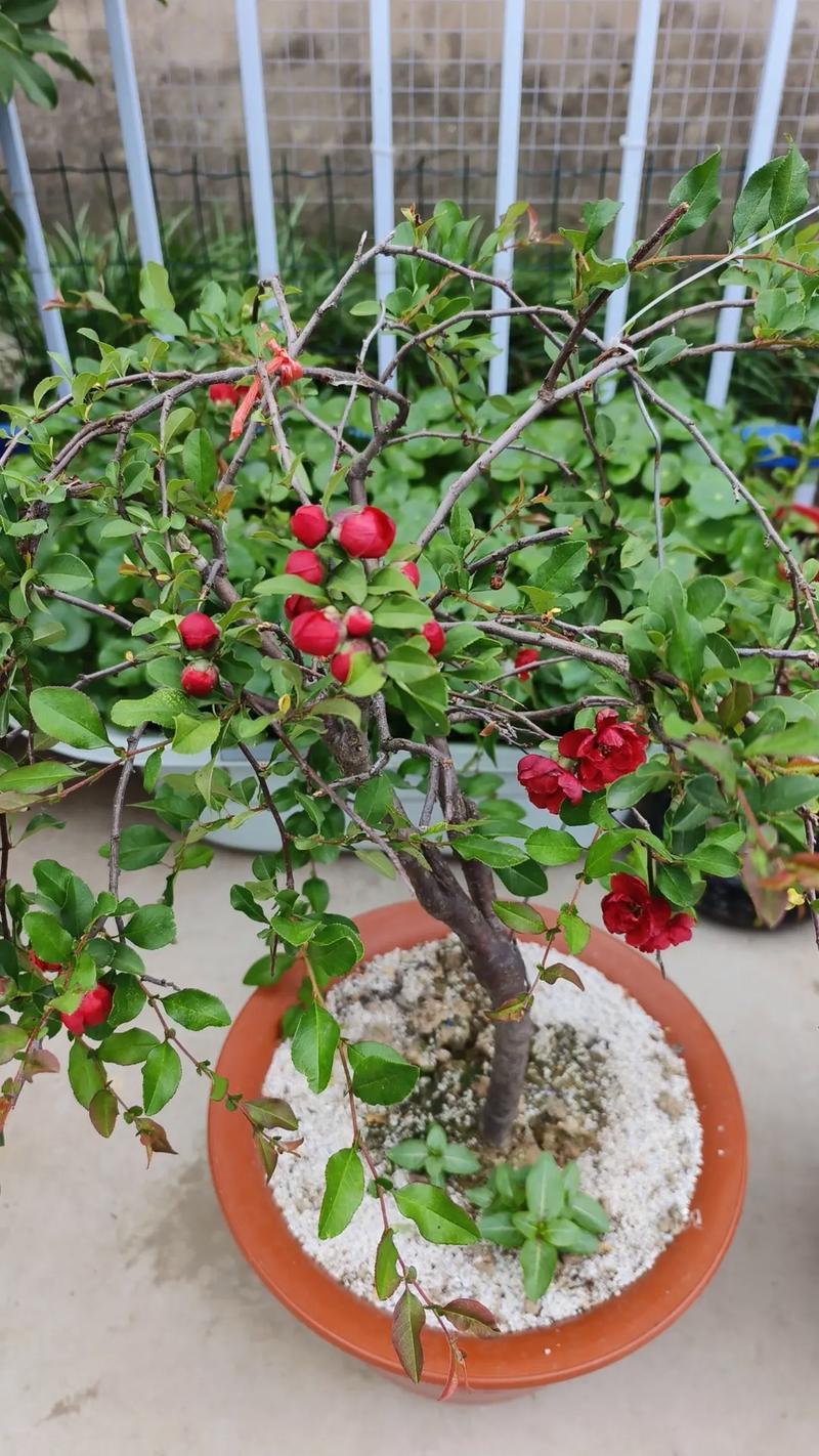 铁茉莉的繁殖方法，铁茉莉的养殖与造型-第2张图片-优品飞百科