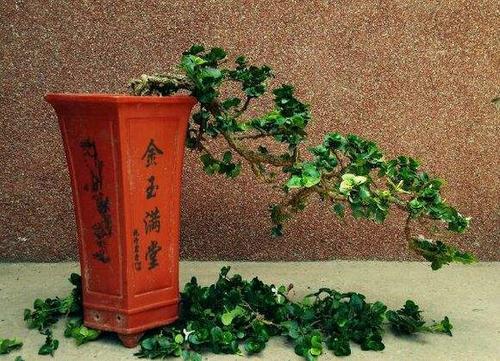 铁茉莉的繁殖方法，铁茉莉的养殖与造型-第3张图片-优品飞百科