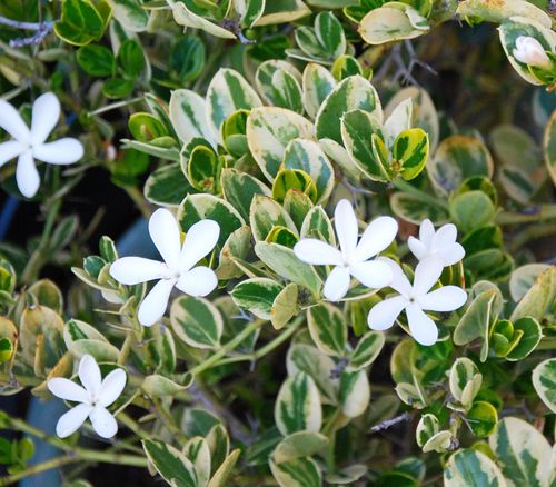 铁茉莉的繁殖方法，铁茉莉的养殖与造型-第4张图片-优品飞百科