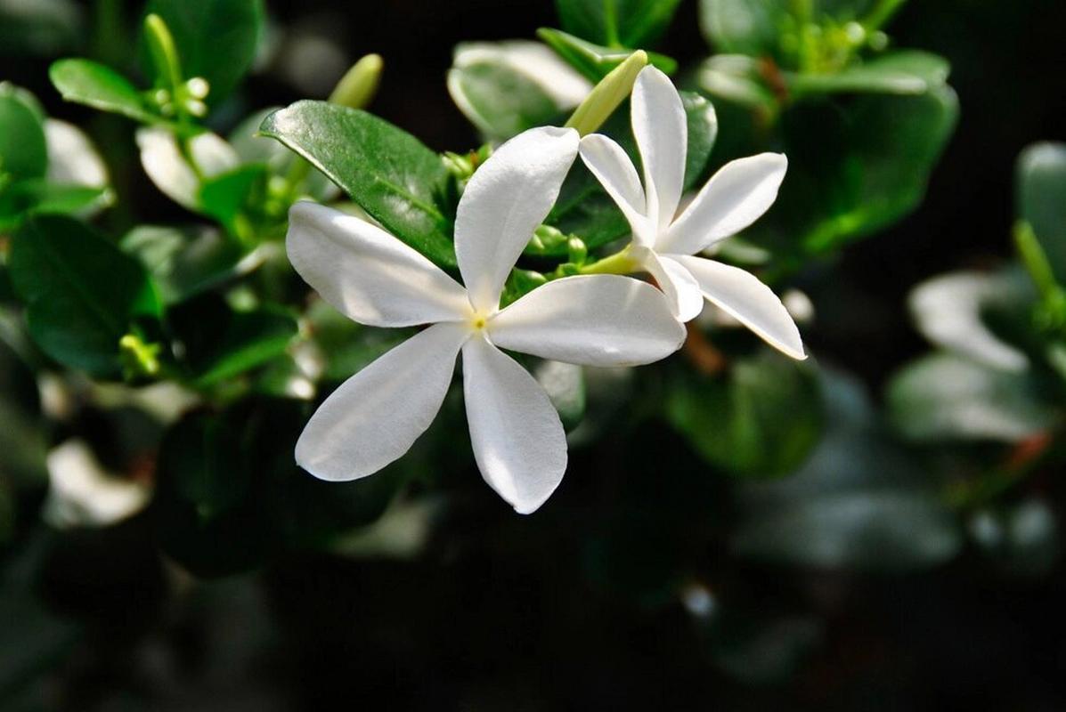 铁茉莉的繁殖方法，铁茉莉的养殖与造型-第5张图片-优品飞百科