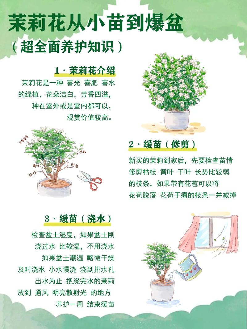 铁茉莉的繁殖方法，铁茉莉的养殖与造型-第6张图片-优品飞百科