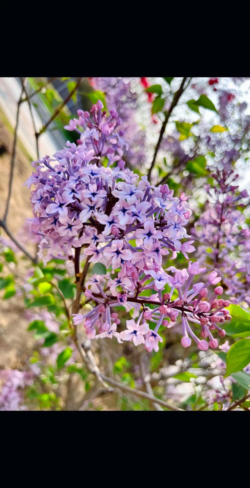 丁香花怎么养开花好，丁香花卉怎么养？