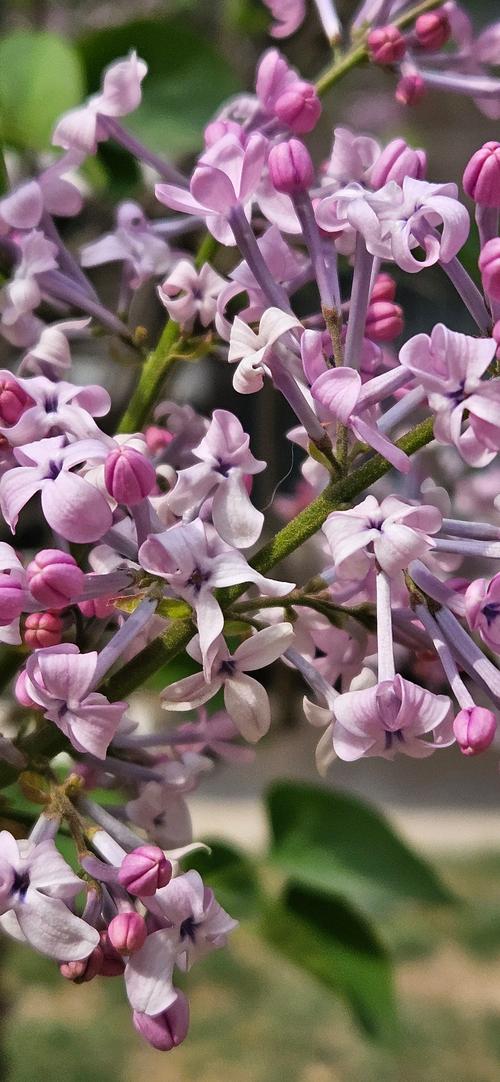 丁香花怎么养开花好，丁香花卉怎么养？-第2张图片-优品飞百科