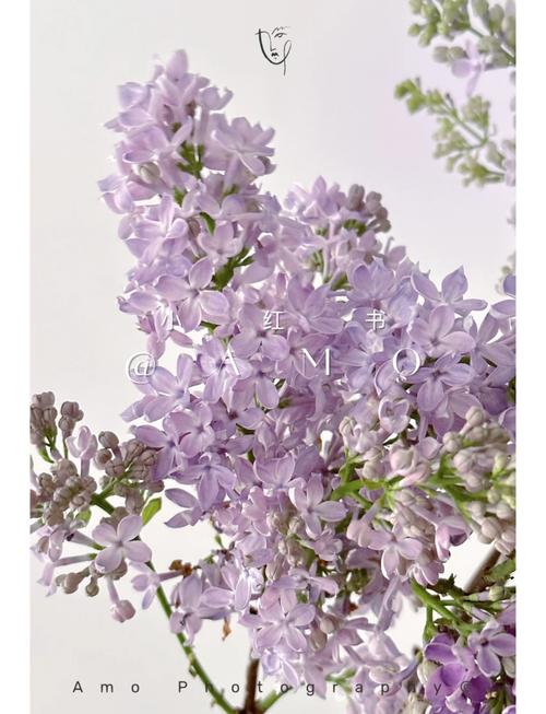 丁香花怎么养开花好，丁香花卉怎么养？-第4张图片-优品飞百科