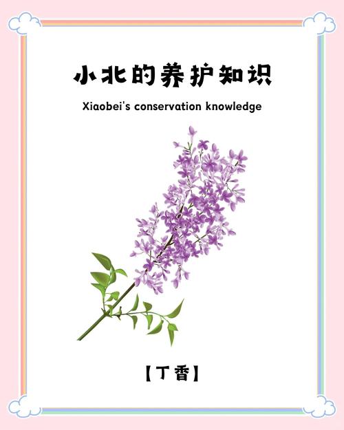 丁香花怎么养开花好，丁香花卉怎么养？-第6张图片-优品飞百科