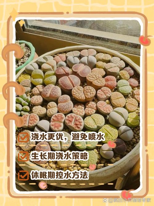 生石花怎么浇水，生石花怎么浇水比较好？