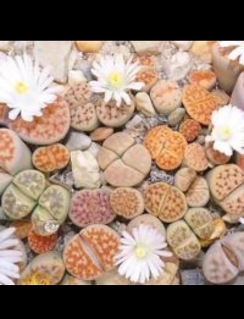 生石花怎么浇水，生石花怎么浇水比较好？-第2张图片-优品飞百科