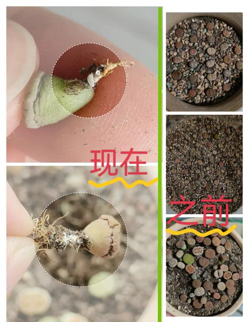 生石花怎么浇水，生石花怎么浇水比较好？-第3张图片-优品飞百科