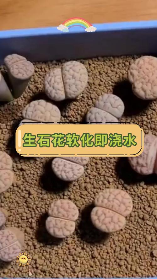 生石花怎么浇水，生石花怎么浇水比较好？-第4张图片-优品飞百科