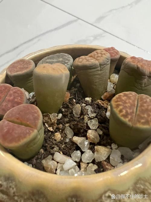 生石花怎么浇水，生石花怎么浇水比较好？-第5张图片-优品飞百科