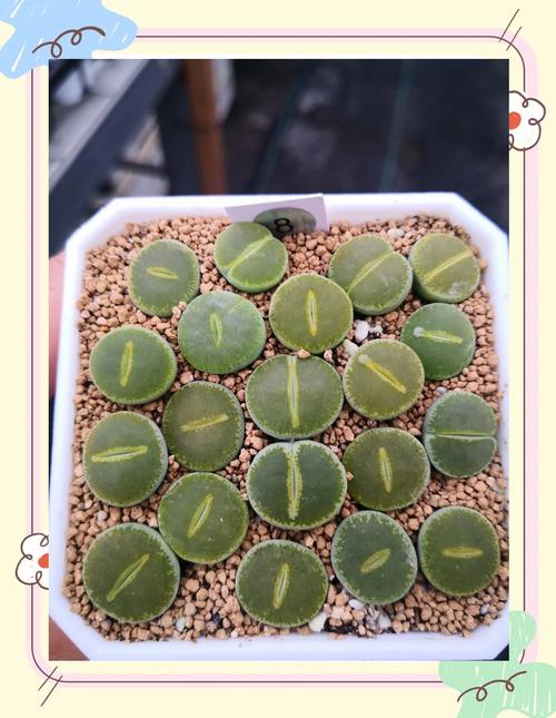 生石花怎么浇水，生石花怎么浇水比较好？-第6张图片-优品飞百科