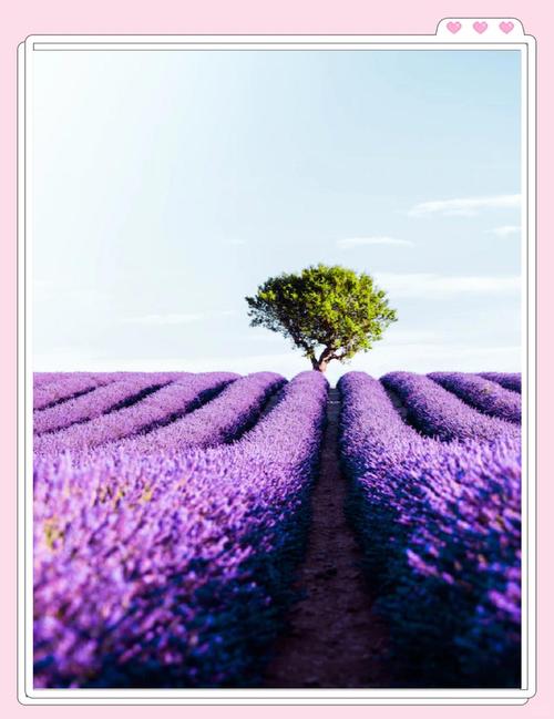 薰衣草花期在几月份，薰衣草花期在几月份开放