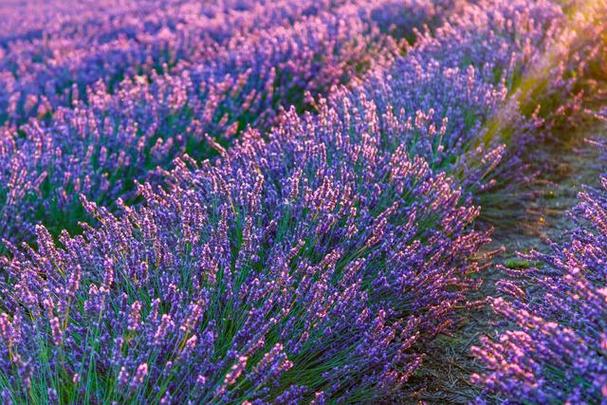 薰衣草花期在几月份，薰衣草花期在几月份开放-第4张图片-优品飞百科
