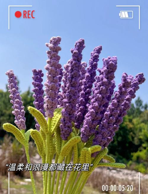 薰衣草花期在几月份，薰衣草花期在几月份开放-第5张图片-优品飞百科