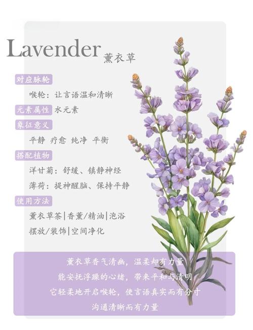 薰衣草花期在几月份，薰衣草花期在几月份开放-第6张图片-优品飞百科