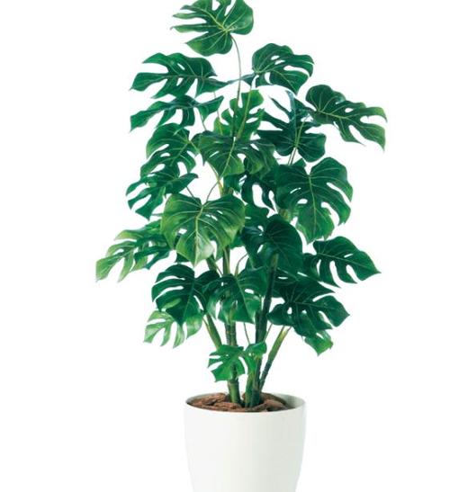 零下六度能浇发财树吗？零下6度左右能浇小麦吗？