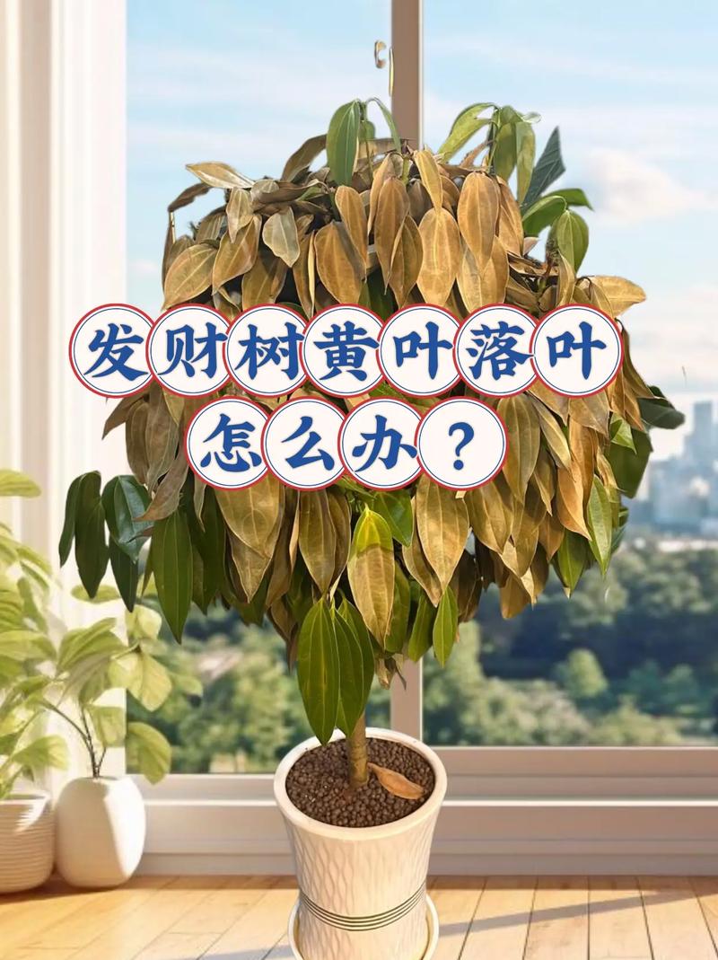 零下六度能浇发财树吗?零下6度左右能浇小麦吗?-第2张图片-优品飞百科 零下六度能浇发财树吗?零下6度左右能浇小麦吗?-第2张图片-优品飞百科