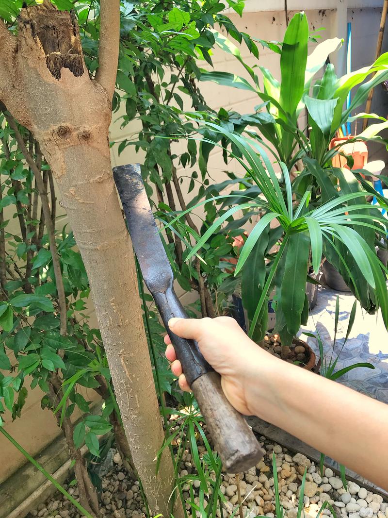 零下六度能浇发财树吗?零下6度左右能浇小麦吗?-第3张图片-优品飞百科 零下六度能浇发财树吗?零下6度左右能浇小麦吗?-第3张图片-优品飞百科