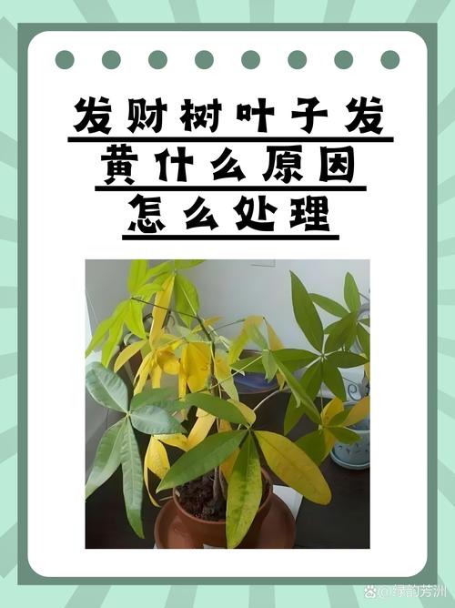 零下六度能浇发财树吗?零下6度左右能浇小麦吗?-第4张图片-优品飞百科 零下六度能浇发财树吗?零下6度左右能浇小麦吗?-第4张图片-优品飞百科