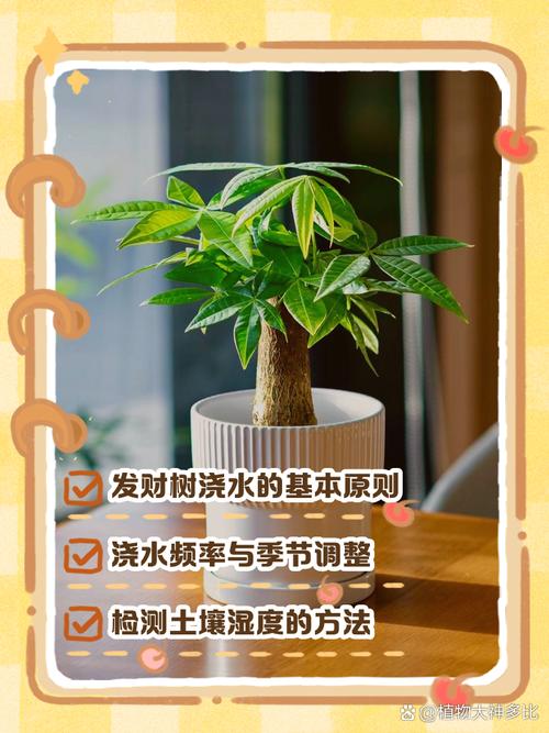 零下六度能浇发财树吗?零下6度左右能浇小麦吗?-第5张图片-优品飞百科 零下六度能浇发财树吗?零下6度左右能浇小麦吗?-第5张图片-优品飞百科