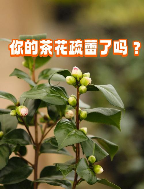 山茶花花期管理要点，山茶花花期过后怎么管理-第2张图片-优品飞百科
