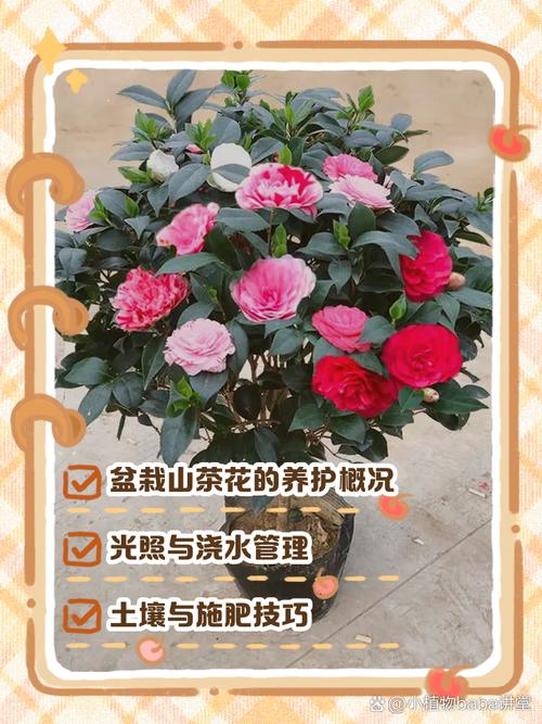 山茶花花期管理要点，山茶花花期过后怎么管理-第3张图片-优品飞百科