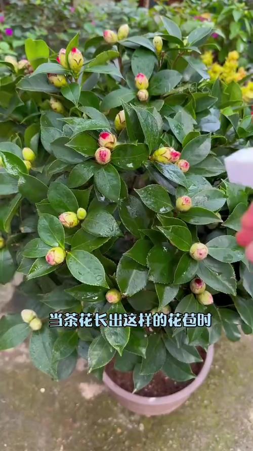 山茶花花期管理要点，山茶花花期过后怎么管理-第4张图片-优品飞百科