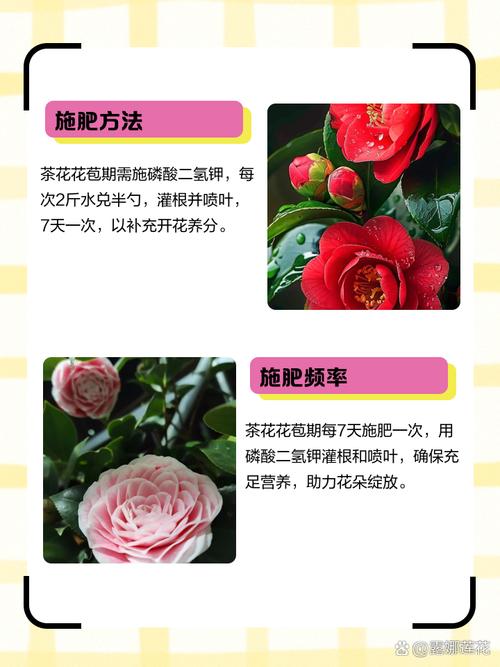 山茶花花期管理要点，山茶花花期过后怎么管理-第6张图片-优品飞百科