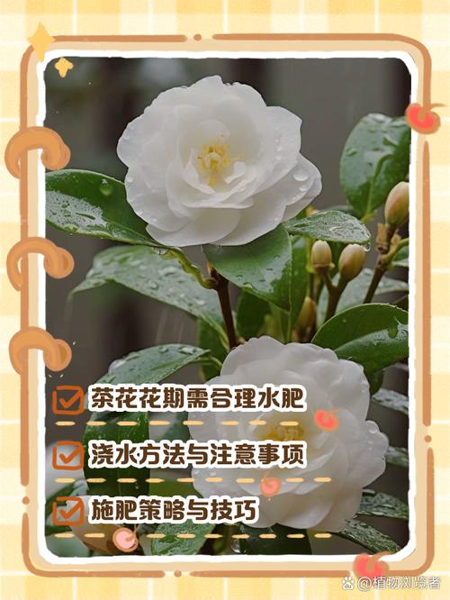 山茶花花期管理要点，山茶花花期过后怎么管理-第7张图片-优品飞百科
