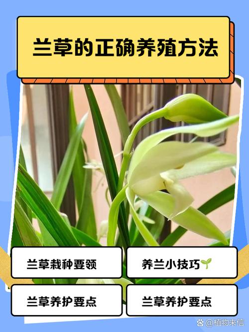 兰草的养殖方法，石斛兰花的养殖方法？-第3张图片-优品飞百科