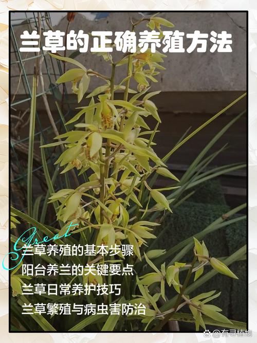 兰草的养殖方法，石斛兰花的养殖方法？-第4张图片-优品飞百科