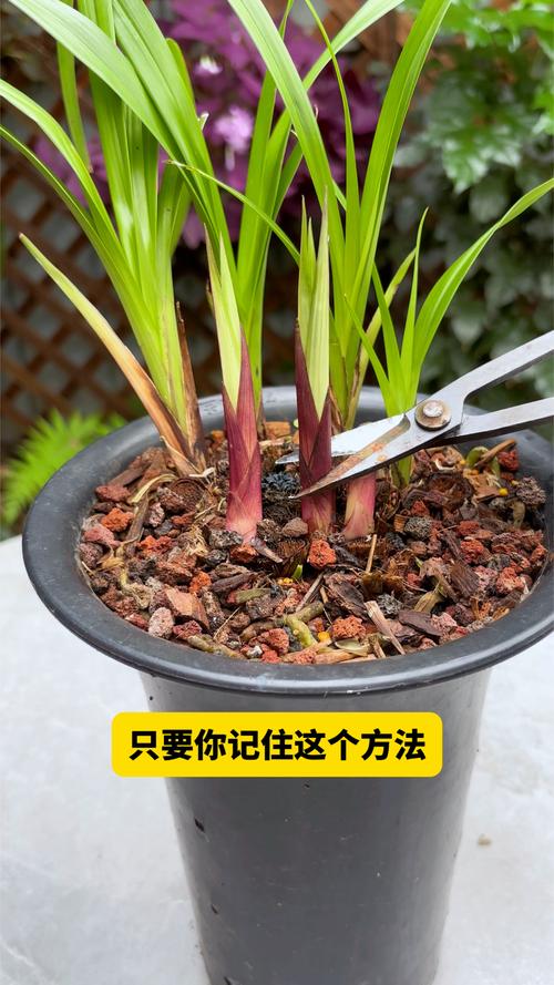 兰草的养殖方法，石斛兰花的养殖方法？-第5张图片-优品飞百科