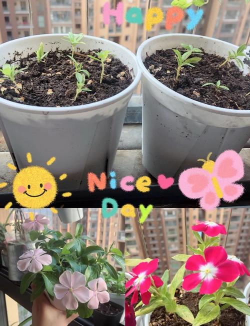 长春花什么时候播种，长春花什么时候播种?几天会出来?？