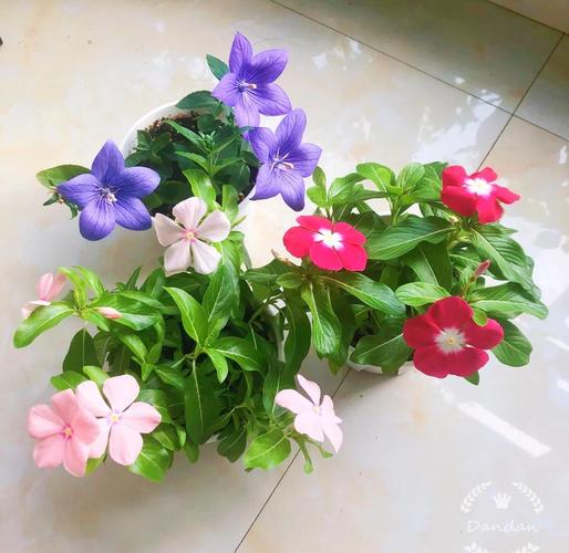 长春花什么时候播种，长春花什么时候播种?几天会出来?？-第2张图片-优品飞百科