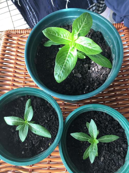 长春花什么时候播种，长春花什么时候播种?几天会出来?？-第3张图片-优品飞百科