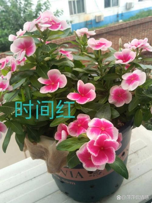 长春花什么时候播种，长春花什么时候播种?几天会出来?？-第4张图片-优品飞百科