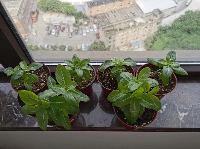 长春花什么时候播种，长春花什么时候播种?几天会出来?？-第5张图片-优品飞百科