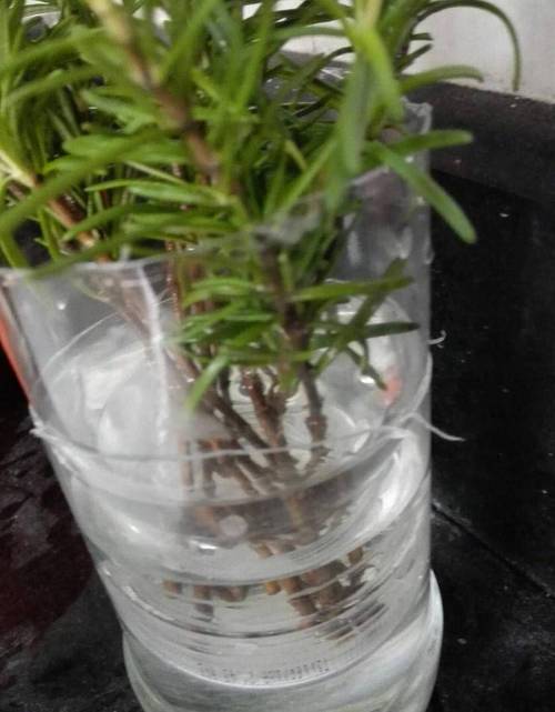 饮料瓶剪1刀？饮料瓶怎么剪？-第4张图片-优品飞百科