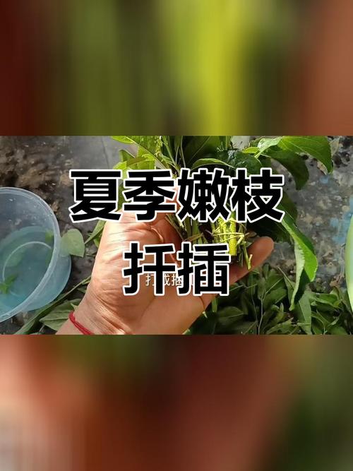 桃树扦插时间和方法，桃树怎样扦插成活率高？