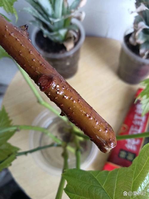 桃树扦插时间和方法，桃树怎样扦插成活率高？-第2张图片-优品飞百科