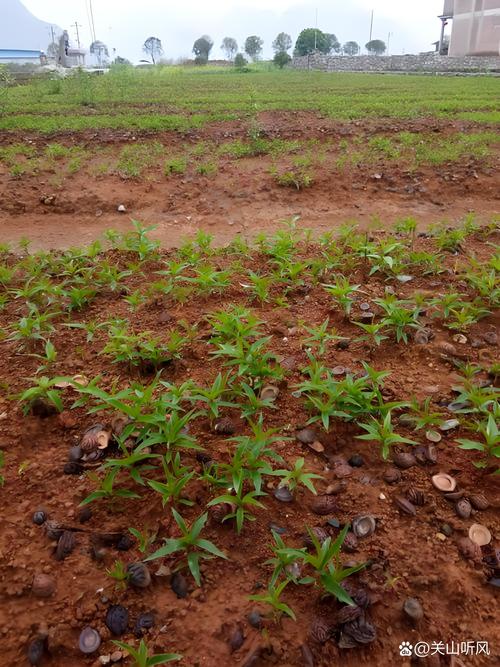 桃树扦插时间和方法，桃树怎样扦插成活率高？-第3张图片-优品飞百科