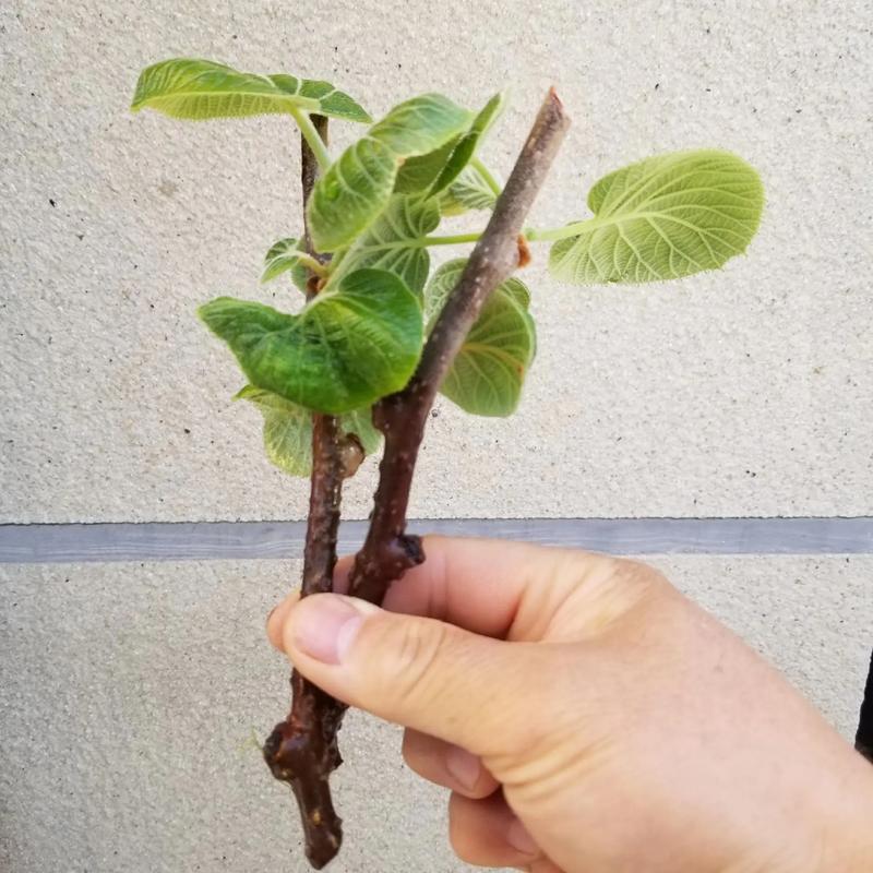 桃树扦插时间和方法，桃树怎样扦插成活率高？-第4张图片-优品飞百科