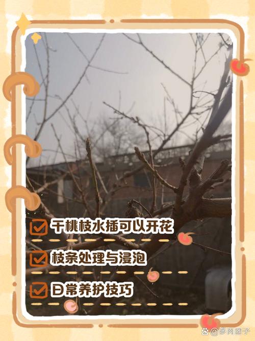 桃树扦插时间和方法，桃树怎样扦插成活率高？-第5张图片-优品飞百科